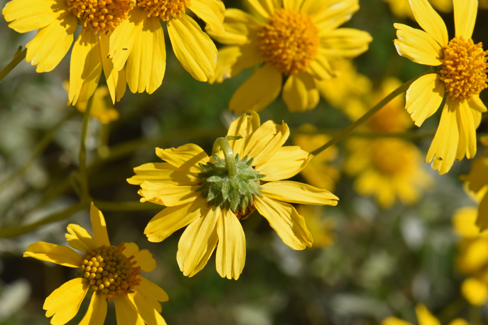 Brittlebush has smooth flowering stalks and narrowly lanceolate phyllaries as noted in this photo. Encelia farinosa 